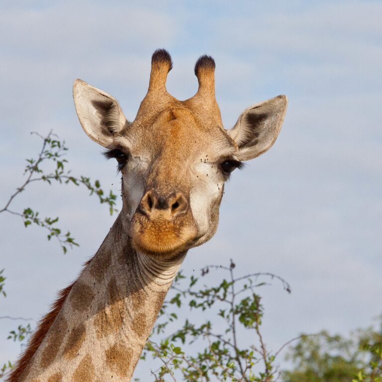 A Giraffe Standing Up and Smiling at the Camera Image
